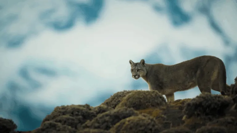 “Extremo de las Américas” debuta con un llamado a mirar la crisis climática desde los polos
